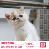 加菲猫宠物猫咪/异国短毛猫/家养纯种短毛/幼猫活体红梵弟弟DD公