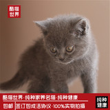 出售英国短毛猫 蓝猫纯种宠物猫 幼猫幼崽活体家养猫咪包邮公母