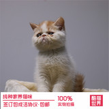 加菲猫活体 异国短毛猫 异短 红虎斑 红高白CFA幼猫赛级家养