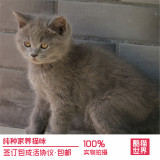 出售蓝猫英国短毛猫俄罗斯蓝猫 英短折耳宠物猫活体幼猫纯种猫