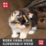 猫舍出售异国短毛猫纯种加菲猫三花猫咪幼猫活体幼崽宠物猫加菲猫