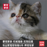 猫舍出售加菲猫宠物猫咪/异国短毛猫/家养纯种短毛/加菲幼猫三花