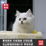 猫舍出售 纯种 金吉拉幼猫 长毛猫 银渐层金吉拉 幼猫 宠物 活体