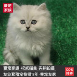 纯种猫 宠物猫咪 银渐层幼猫 金吉拉长毛猫 小猫幼猫 宠物猫活体