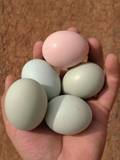 云南彝族农家散养乌鸡蛋土鸡蛋绿壳蛋孕妇宝宝蛋月子蛋30枚包邮