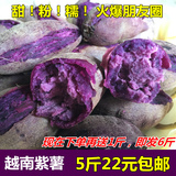 越南小紫薯 迷你珍珠紫薯  新鲜地瓜番薯生红薯现货5斤送一斤包邮