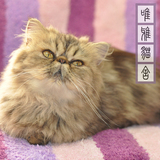 2016家养CFA纯种血统赛级加菲猫棕虎斑异国短毛宠物活体幼小猫咪M