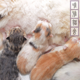 2015家养CFA纯种赛级加菲猫虎斑异国短毛猫宠物活体幼猫小猫