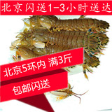 鲜活皮皮虾 琵琶虾 虾爬子 富贵虾  北京5环内 满3斤包闪送 海鲜