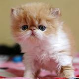 【靓梵名猫】美国CFA注册猫舍 加菲猫 异国短毛猫 纯种猫 宠物猫