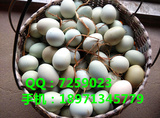 武汉土鸡蛋新鲜农家散养草鸡蛋绿壳蛋初生蛋绿色满50枚包邮礼盒