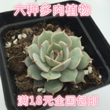 Lilys【DR088】多肉植物 露娜莲-现货