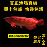 印尼红龙鱼纯种辣椒超血新加坡红龙鱼风水鱼热带鱼观赏鱼活体包邮