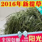 2016年精品提摩西草豚鼠兔子草提草干草250g龙猫草粮5斤包邮新草