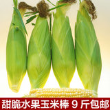 云南德宏特产甜脆水果玉米棒新鲜韩国订单肯德基玉米9斤包邮