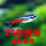 小型鱼草缸宠物活体红绿灯灯科鱼热带观赏鱼淡水鱼红莲灯鱼包邮