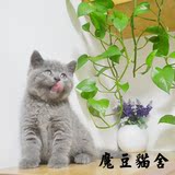 【魔豆猫舍】家养英短蓝猫宝宝 活体 幼崽 （可预订）