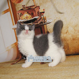 英短蓝猫蓝白 英国短毛猫 幼猫 英短宠物猫 活体包养活
