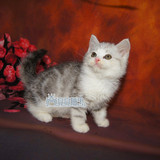 出售美国短毛猫美短加白 宠物猫活体 美短幼猫包养活