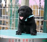 上海犬舍出售大型活体宠物犬纯种黑色拉布拉多母狗狗幼犬