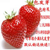蔬菜水果四季奶油草莓种子套餐阳台室内家庭盆栽300粒包邮牛！