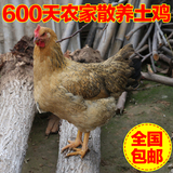 密云农家散养土鸡 柴鸡老母鸡 草鸡 北京当日达 600天走地鸡 包邮