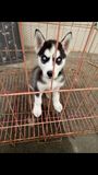上海出售纯种哈士奇雪橇犬赛级双蓝眼三把火哈士奇幼犬宠物狗狗