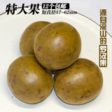 广西桂林特产罗汉果茶 57-62mm特级果特大果12个 农家罗汉果包邮