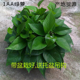 广州绿萝吊兰批发防辐射植物花都基地绿萝批发直径180绿萝批发