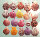 地中海打孔贝壳风铃DIY天然海螺贝壳扇贝彩色贝壳墙贴婚庆布置