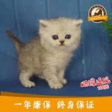 【已被预定】MeowHome英国短毛猫银渐层纯种宠物活体小帅