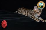 孟加拉豹猫幼猫金豹豹点弟弟活体包健康100%实物拍摄支持视频看猫