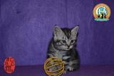 美国短毛 出售中小猫折耳纯种美短幼猫 活体宠物猫 赛级证书弟弟