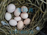 汶上芦花鸡种蛋  观赏鸡种蛋受精蛋孵化用蛋   活动价3块一枚