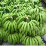 高州香蕉 banana新鲜水果特产无催熟剂非米蕉粉蕉海南芭蕉5斤包邮