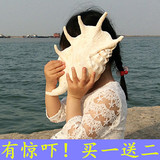 天然贝壳海螺地中海风情装饰品摆件大蜘蛛螺七角螺25厘米创意礼品