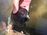 大小乌龟活体 中华草龟冷水龟陆金线墨龟一只约8-20cm