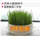 绿色小麦草种子芽苗菜无土栽培榨汁喝做回春水保健籽2斤包邮猫草