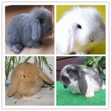 垂耳兔兔子活体小白兔宠物荷兰兔狮子兔安哥拉兔普通白兔免邮包邮