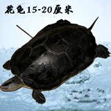 乌龟活体 宠物龟 花色黑龟草龟 15-20厘米一只 招财龟镇宅龟