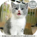 深圳英国短毛猫纯种正八字蓝白英短小猫咪宠物猫幼猫活体蓝猫DD