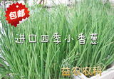 进口日本黑仟本小香葱种子山东一年四季批发香葱种子蔬菜阳台种子