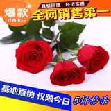 玫瑰花苗 当年开花花卉盆栽植物 进口香水红玫瑰5年苗 买3送1特价