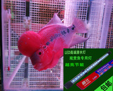 LED鱼缸潜水灯LED水族灯龙鱼灯观赏鱼专用灯强力吸盘生鲜灯射灯