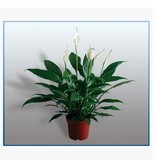 绿植盆景水培白掌盆栽 一帆风顺吸甲醛植物 客厅办公室内桌面花卉