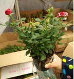 玫瑰花盆栽迷你玫瑰盆栽荷兰进口欧月玫瑰花苗带盆大花月季包邮
