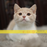 CFA猫舍【E-HOUSE】纯种乳白/乳色加白英短英国短毛猫DD15/11/3生