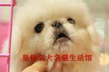 重庆实 京巴犬 北京犬 幼犬 狮子狗 宠物狗 活体 幼犬 纯种 健康