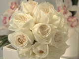 【天然月季园】欧月 珍妮莫罗 大花浓香 切包白玫瑰花苗 多花品种