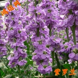紫罗兰种子花种子四季种易种易活园林绿化盆栽草花卉种子批发公斤